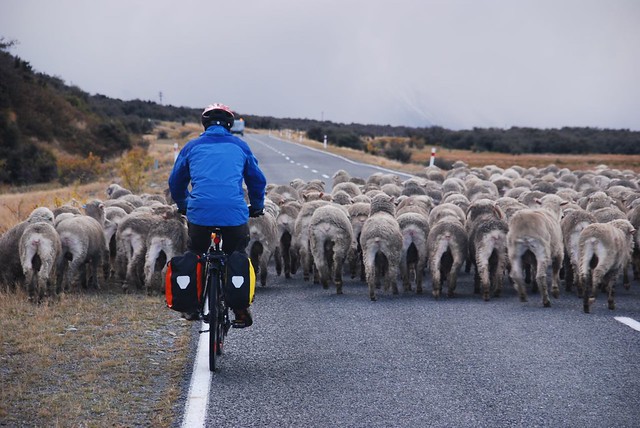 Bike rider confronted by sheep on road