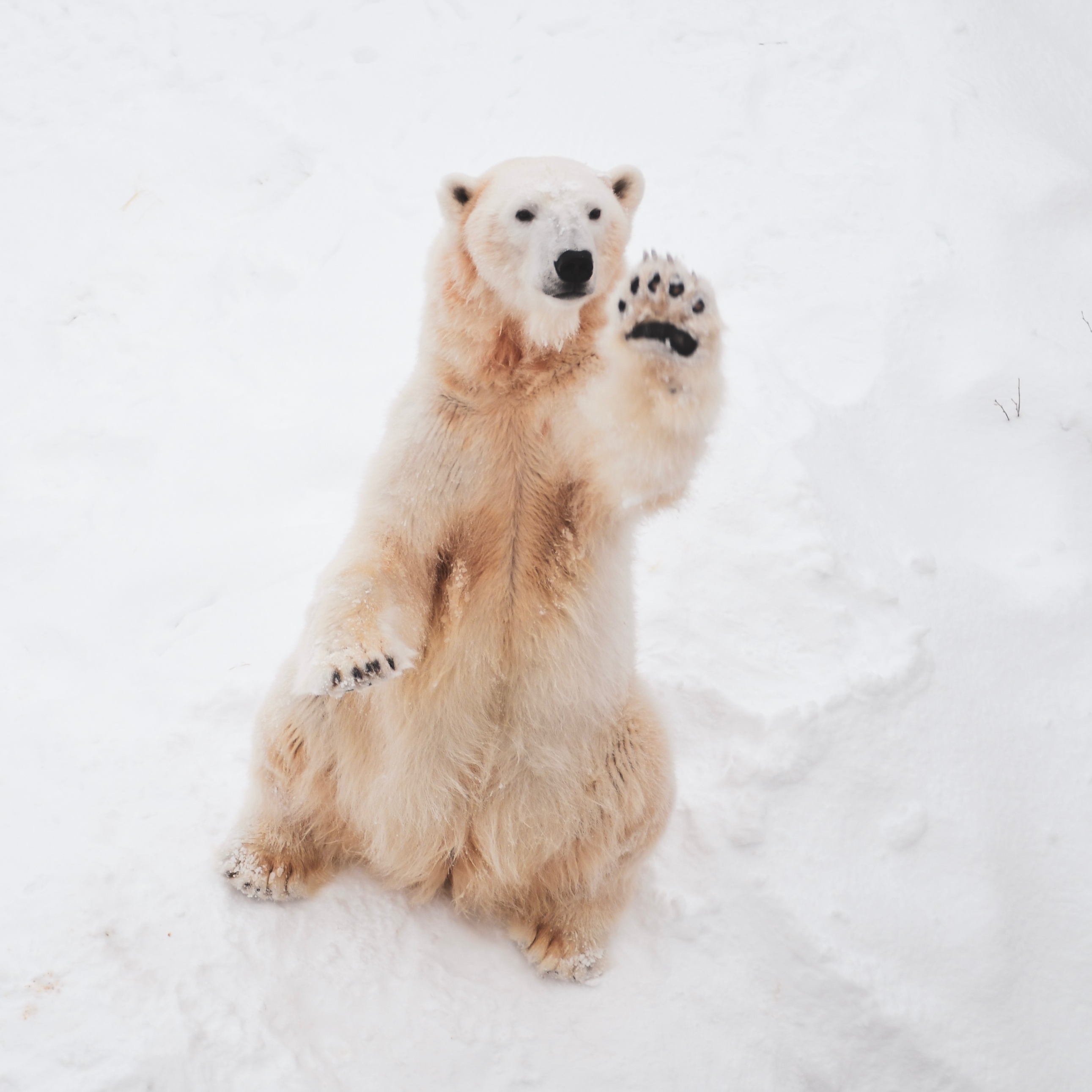 Polar bear waving